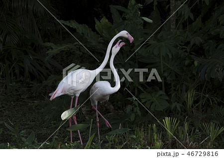 鳥 動物 動物学 46729816