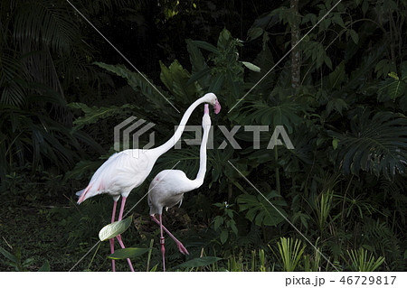 鳥 動物 動物学 46729817