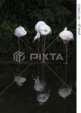 鳥 動物 動物学 46729823