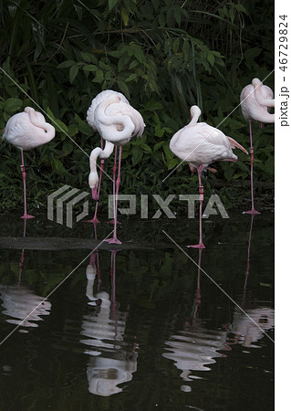 鳥 動物 動物学 46729824