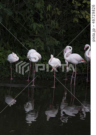 鳥 動物 動物学 46729826