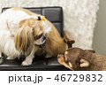 ペット 愛犬 チワワ 46729832