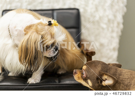 ペット 愛犬 チワワ 46729832