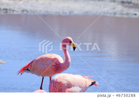 Laguna Hedionda flamingos, Bolivia 46730288
