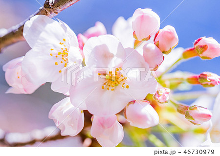 青空バックに 満開の桜の花の写真素材