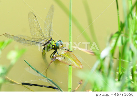 クロスジギンヤンマ(産卵) クロスジギンヤンマ(産卵) 46731056