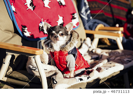 ダウンジャケットを着て椅子に座っている犬 チワワの写真素材