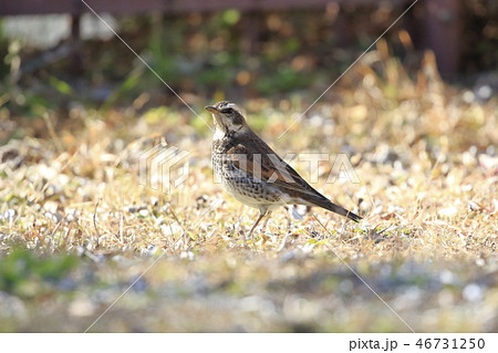 エサを探すツグミ　 46731250