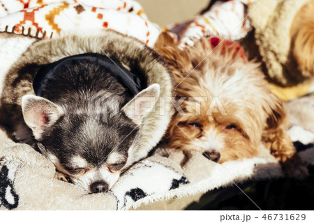 二匹の犬がくっついて外で寝ているの写真素材