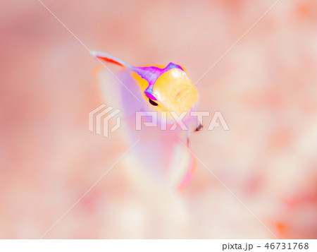 シコンハタタテハゼ 46731768