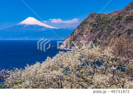 (静岡県)山桜咲く西伊豆井田から、海越しの富士山 (静岡県)山桜咲く西伊豆井田から、海越しの富士山 46731872