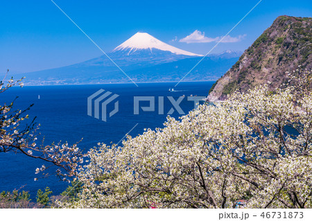 (静岡県)山桜咲く西伊豆井田から、海越しの富士山 (静岡県)山桜咲く西伊豆井田から、海越しの富士山 46731873