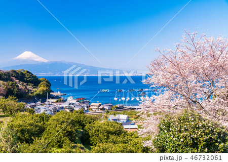 （静岡県）桜咲く伊豆の海岸から、海越しの富士山 46732061