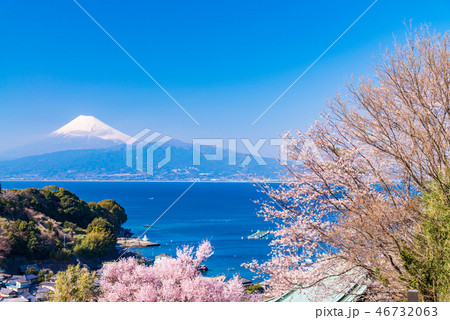 (静岡県)桜咲く伊豆の海岸から、海越しの富士山 (静岡県)桜咲く伊豆の海岸から、海越しの富士山 46732063
