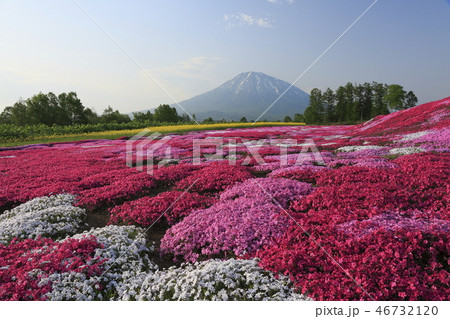 芝桜と羊蹄山 芝桜と羊蹄山 46732120
