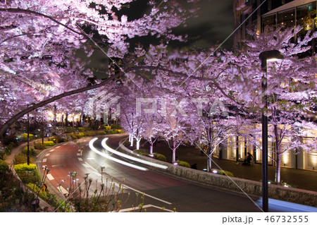 Sakura illuminate in Roppongi hill mori garden Sakura illuminate in Roppongi hill mori garden 46732555