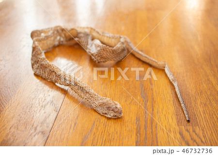 蛇の抜け殻 脱皮 蛇の抜け殻が置いてある廊下 蛇の抜け殻 脱皮 蛇の抜け殻が置いてある廊下 46732736