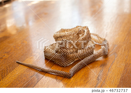 蛇の抜け殻 脱皮 蛇の抜け殻が置いてある廊下 蛇の抜け殻 脱皮 蛇の抜け殻が置いてある廊下 46732737