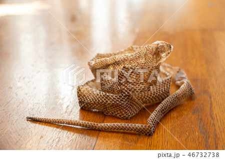 蛇の抜け殻 脱皮 蛇の抜け殻が置いてある廊下 蛇の抜け殻 脱皮 蛇の抜け殻が置いてある廊下 46732738