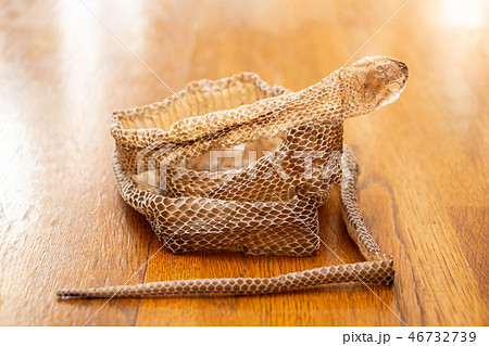 蛇の抜け殻 脱皮 蛇の抜け殻が置いてある廊下 蛇の抜け殻 脱皮 蛇の抜け殻が置いてある廊下 46732739