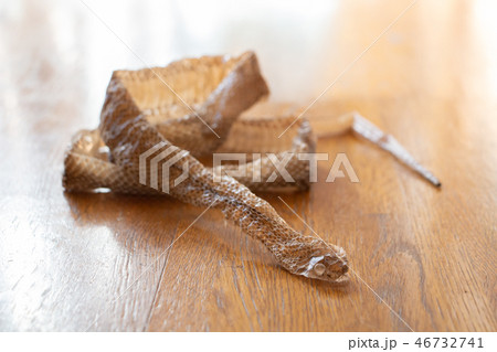 蛇の抜け殻 脱皮 蛇の抜け殻が置いてある廊下 蛇の抜け殻 脱皮 蛇の抜け殻が置いてある廊下 46732741