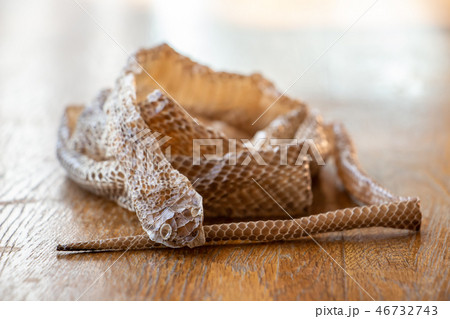 蛇の抜け殻 脱皮 蛇の抜け殻が置いてある廊下 蛇の抜け殻 脱皮 蛇の抜け殻が置いてある廊下 46732743