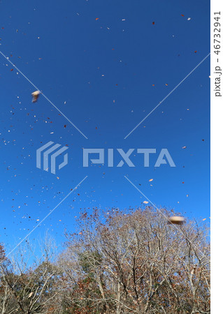 龍神の森　　枯れ葉が青空に舞い上がる。石岡市風景 46732941