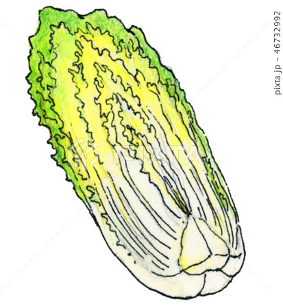 白菜カットのイラスト素材