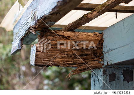 シロアリに食われた小屋 シロアリ被害 シロアリに食われた小屋 シロアリ被害 46733103