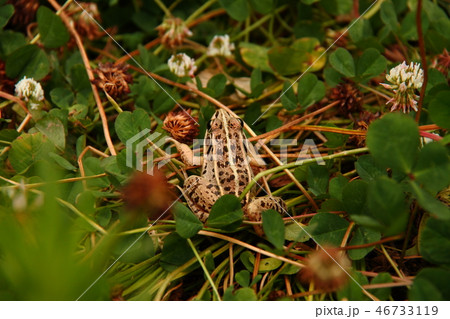 カエル06 カエル06 46733119