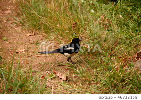 カササギ12 カササギ12 46733158