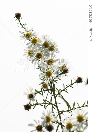 白 白色 ホワイト 46733210