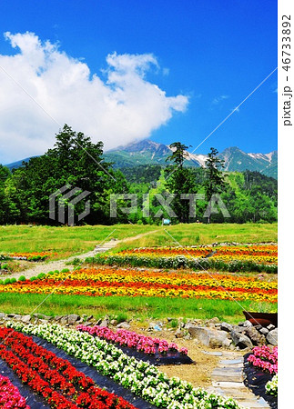御岳山ロープウェイ山麗駅（鹿ノ瀬）からの御嶽山とお花畑 46733892