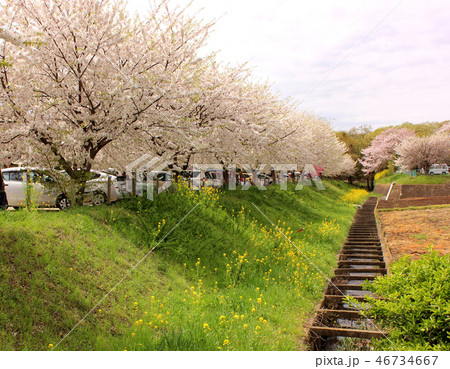 石戸蒲ザクラの駐車場に咲いた満開の桜 石戸蒲ザクラの駐車場に咲いた満開の桜 46734667