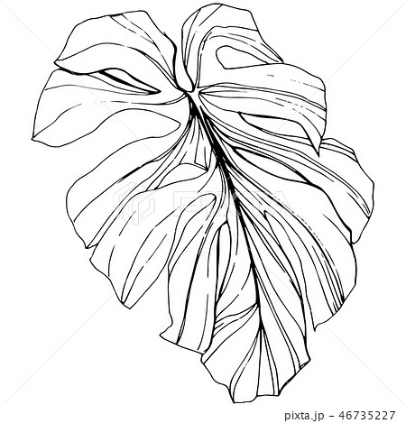 Vector Exotic tropical hawaiian summer. Black and white engraved ink art. Isolated leaf illustration Vector Exotic tropical hawaiian summer. Black and white engraved ink art. Isolated leaf illustration 46735227