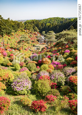 つつじ　塩船観音寺 46735887