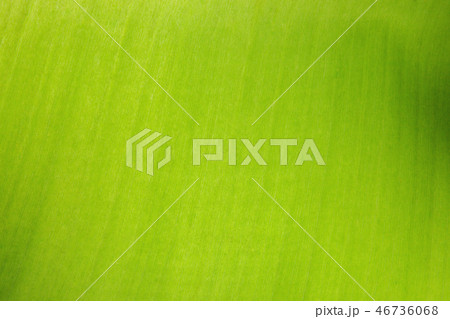 Green leaf textured with structure, Close-up. 46736068