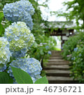 紫陽花寺として知られる仙台市青葉区の資福寺 46736721