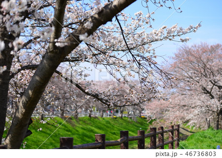 佐保川の桜 46736803