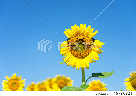 Sunflower (Helianthus annuus) Wearing black eye Sunflower (Helianthus annuus) Wearing black eye 46736823
