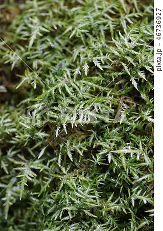 艶這苔　ハイゴケ　苔の花言葉は「母性愛」 46736927