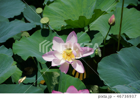 古代蓮 花言葉は 神聖 の写真素材