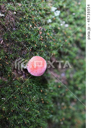 臭小紅茸と玉苔 46736954