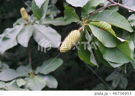 朴の木 ホウノキの実 朴の木 ホウノキの実 46736955