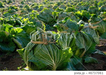 野菜畑 白菜 野菜畑 白菜 46737061