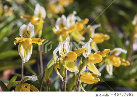 Paphiopedilum exul  orchid flowers with two on Bla 46737965