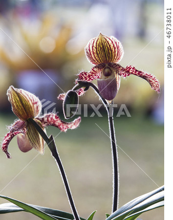 Orchid flower in tropical garden, Chiang Mai, Thai Orchid flower in tropical garden, Chiang Mai, Thai 46738011