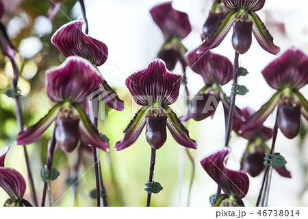 Orchid flower in tropical garden, Chiang Mai, Thai 46738014