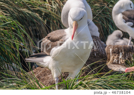Black-Browed Albatross on its Nest Black-Browed Albatross on its Nest 46738104