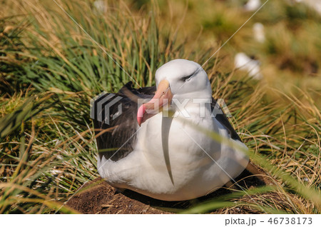 Black-Browed Albatross on its Nest 46738173